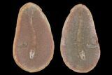 Didontogaster Fossil Worm (Pos/Neg) - Mazon Creek #101533-1